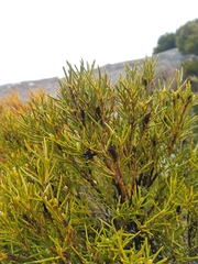 Orites acicularis