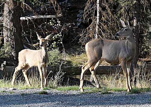 Mule Deer