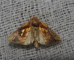 Plusia putnami