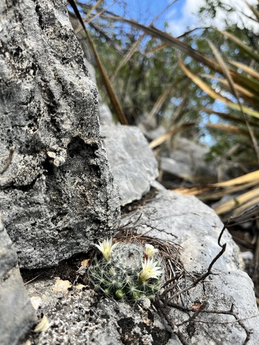 Mammillaria pilispina