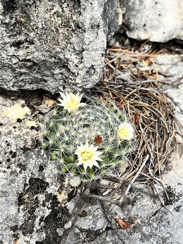 Mammillaria pilispina