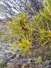 Orites acicularis