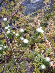 Pimelea sericea