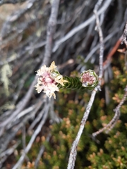 Pimelea sericea