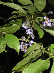 Palicourea brachiata
