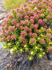 Ozothamnus ledifolius