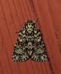 Acronicta fragilis