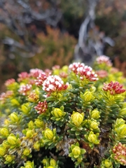Ozothamnus ledifolius