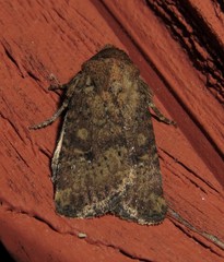 Eriopygini