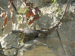 Sceloporus torquatus binocularis