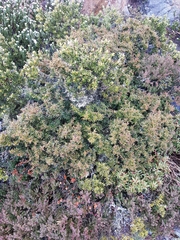 Coprosma nitida