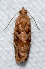 Argyrotaenia hodgesi