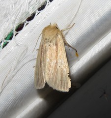 Mythimna oxygala