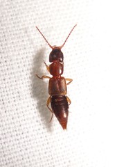 Achenomorphus corticinus