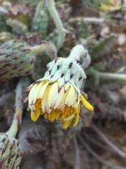 Trichocline caulescens