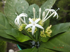 Palicourea tetragona