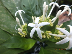 Palicourea tetragona