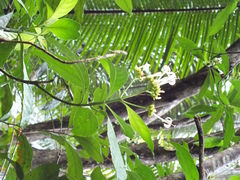 Palicourea tetragona