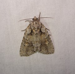 Acronicta ovata