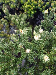 Orites revolutus