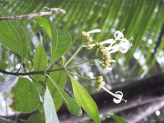 Palicourea tetragona