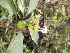 Palicourea tetragona