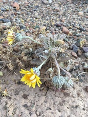 Trichocline caulescens