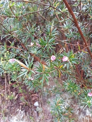 Cyathodes glauca