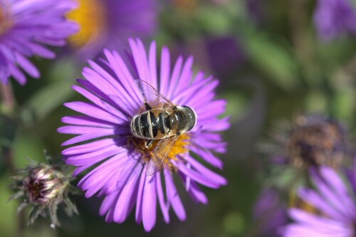 Unknown species found near Faribault County, MN, USA