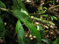 Palicourea deflexa