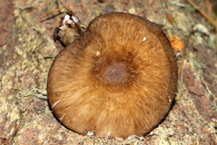Pluteus primus