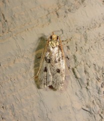 Martyringa latipennis