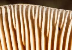 Pluteus primus