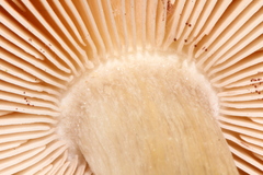 Pluteus primus