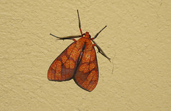 Elysius