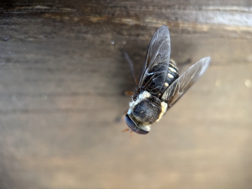 Scaptia brevirostris