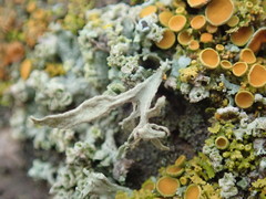 Ramalina puberulenta