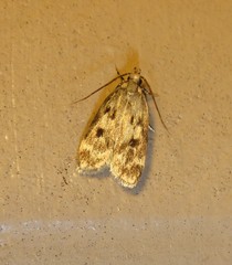 Martyringa latipennis