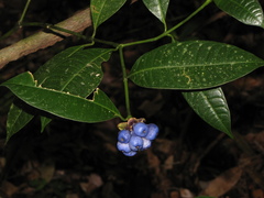 Palicourea glomerulata