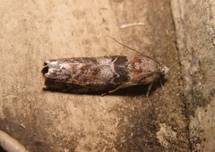 Sciota subcaesiella