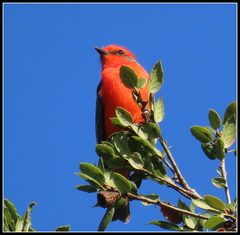 Pyrocephalus rubinus