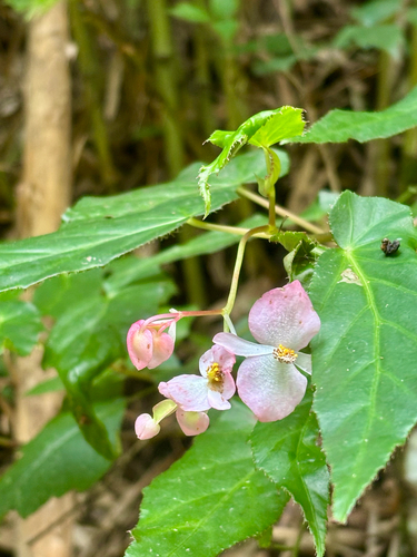 Begonia incarnata (Begonia incarnata)