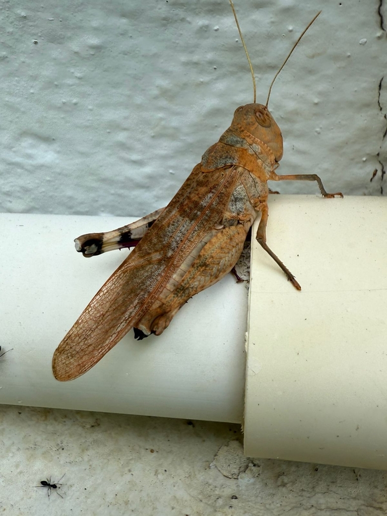 Chloebora grossa