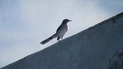 Mimus gilvus