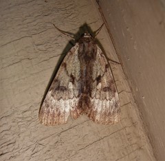 Catocala andromedae