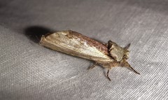 Oedemasia concinna