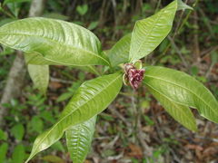 Palicourea glomerulata