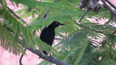 Quiscalus mexicanus