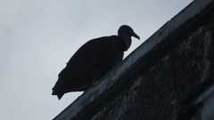 Coragyps atratus