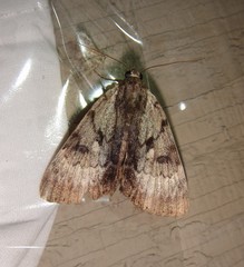 Catocala andromedae